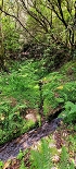 Plants: image 94 Of 208 Thumb